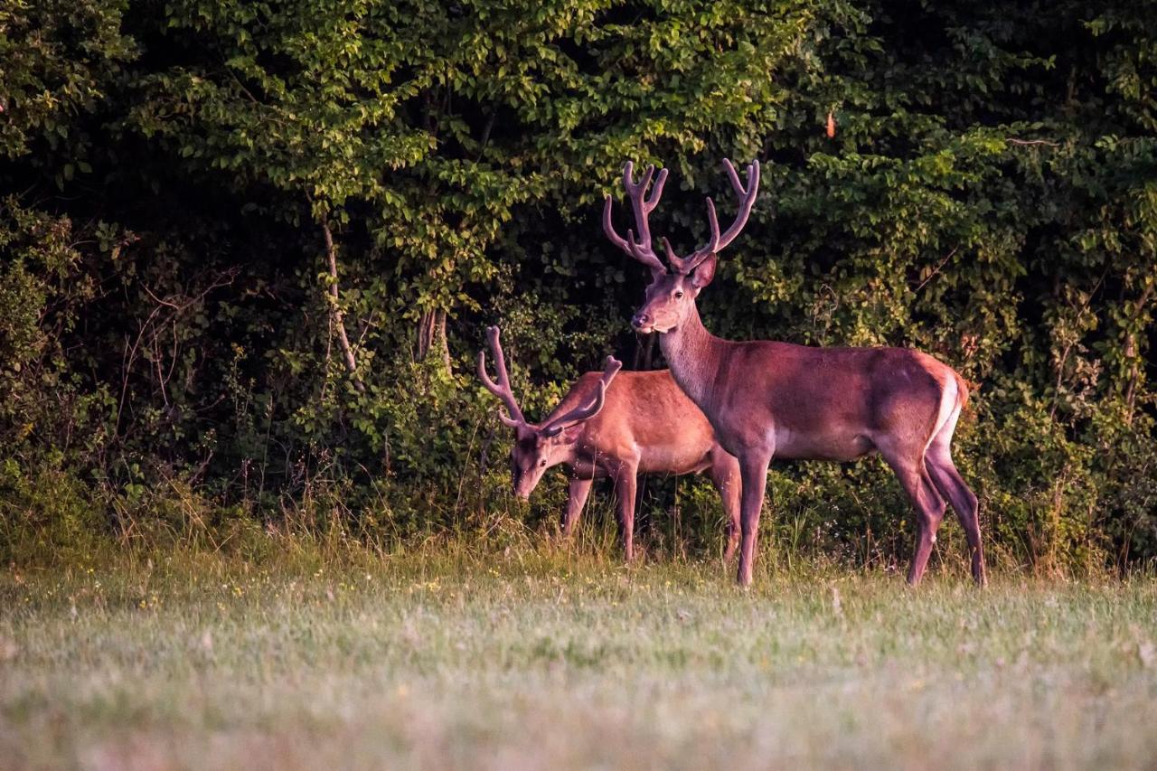 Naturpark Vendeghaz Alsoszolnok ภายนอก รูปภาพ